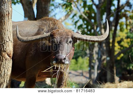 Water Buffalo