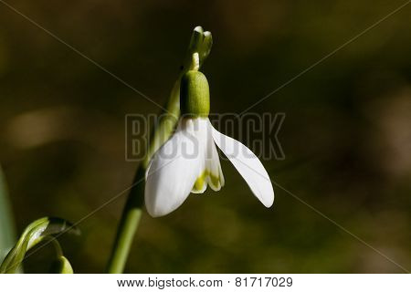 snowdrop