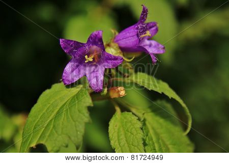 Close Up Of Beautiful Flower