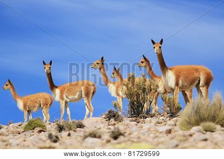 Vicunas