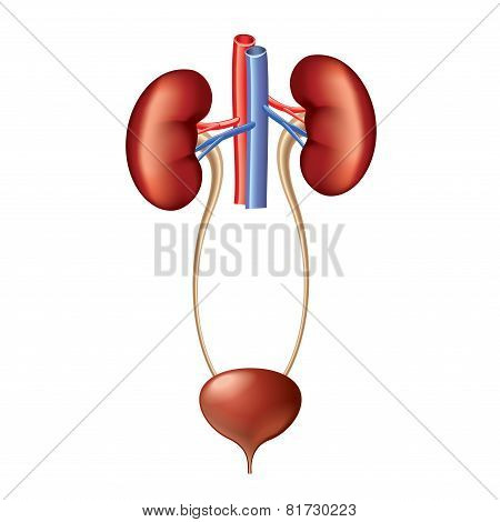 Urinary System Anatomy Isolated On White Vector