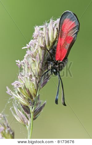 Zygaena borboleta