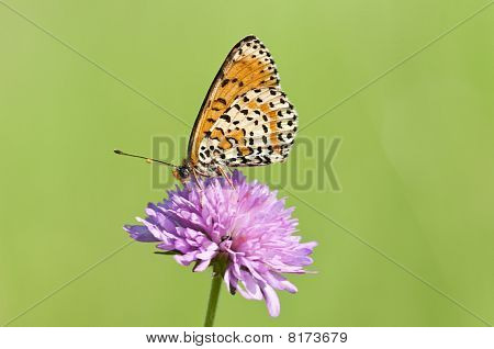 Melitaea motyl na purpurowy kwiat