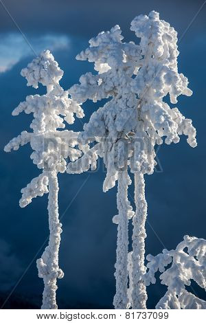 Snowy trees.