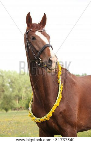 Portrait Of Chestnut Horse With Dandelion Circlet
