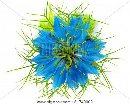 Nigella Damascena On White Background. Isolated. Close-up