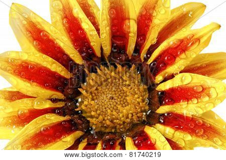 Single Flower Of Tiger Gazania With Drops. (splendens Genus Asteraceae).isolated.