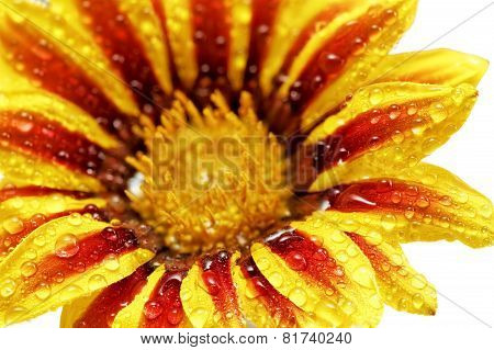 Single Flower Of Tiger Gazania With Drops. (splendens Genus Asteraceae).isolated.
