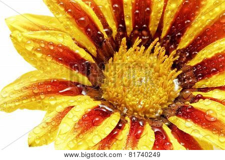 Single Flower Of Tiger Gazania With Drops. (splendens Genus Asteraceae).isolated.