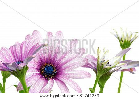 Flowers Of Gazania With Drops. (splendens Genus Asteraceae)