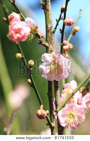 Plum flowers and buds