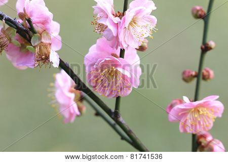 Plum flowers and buds