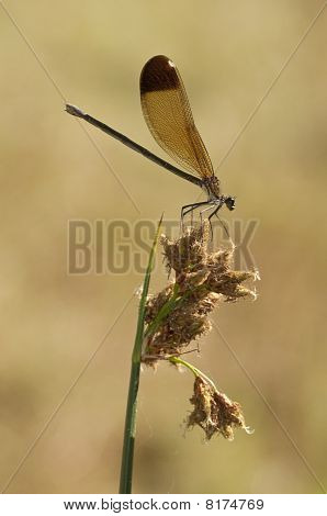 Femmina di damselfly Calopteryx haemorrhoidalis