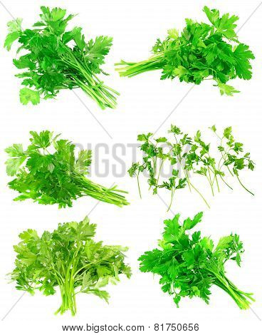 Collage  Of Fresh Parsley On White. Isolated