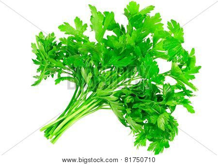 Fresh Parsley On White Background. Isolated