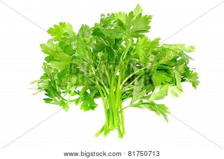 Fresh Parsley On White Background. Isolated