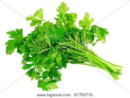 Fresh Parsley On White Background. Isolated