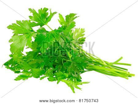 Fresh Parsley On White Background. Isolated