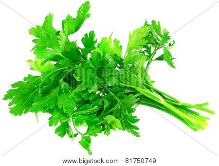 Fresh Parsley On White Background. Isolated