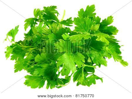 Fresh Parsley On White Background. Isolated