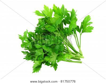 Fresh Parsley On White Background. Isolated