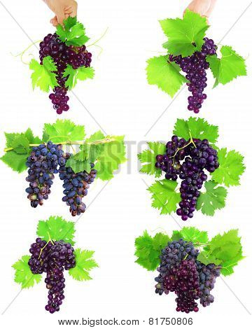 Collage Of  Grapes With Foliage. Isolated