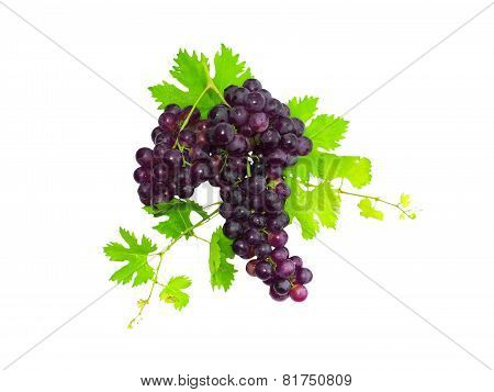 Branch Of Black Grapes With Green Leaf. Isolated
