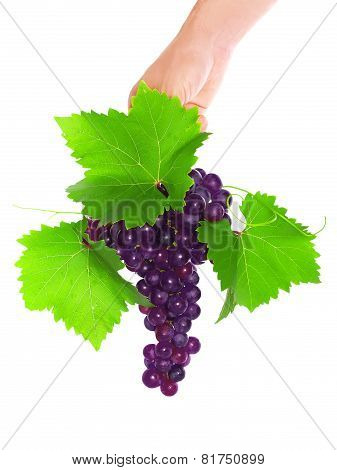 Branch Of Black Grapes Hold In Hand.