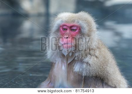 Snow Monkey Or Japanese Macaque In Hot Spring Onsen