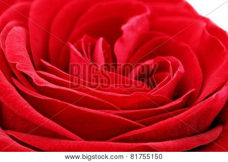 Beautiful Red  Rose Flower. Closeup.