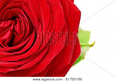 Beautiful Half Red  Rose Flower. Isolated.