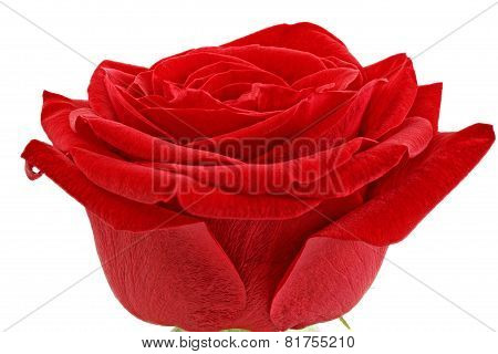 Beautiful Single Red  Rose Flower. Isolated.