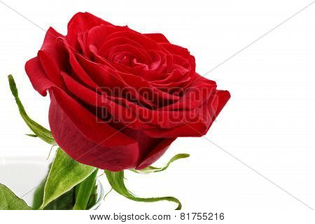 Beautiful Red  Rose Flower. Isolated.