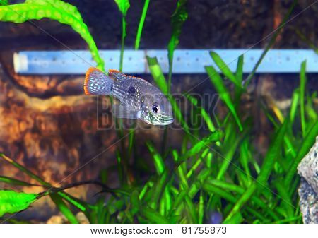 Aquarium Fish Dwarf Cichlid-apistogramma Nijsseni.