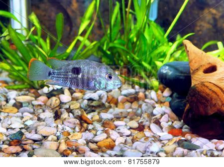 Aquarium Fish Dwarf Cichlid-apistogramma Nijsseni.