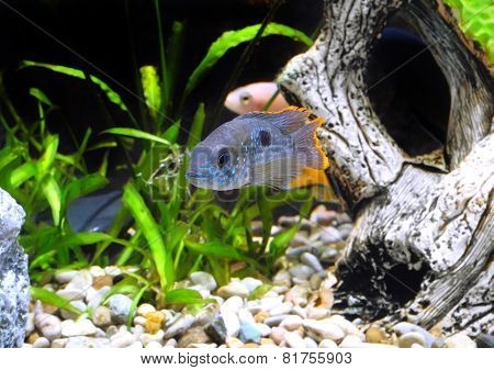 Aquarium Fish Dwarf Cichlid-apistogramma Nijsseni.