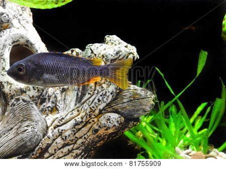 Aquarium Fish Dwarf Cichlid