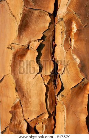 Quiver เปลือก