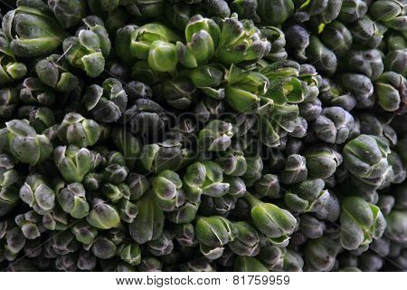 Green Broccoli Vegetable Texture