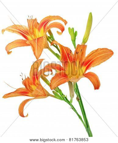 Tiger(striped) Lilies On White Background. Isolated