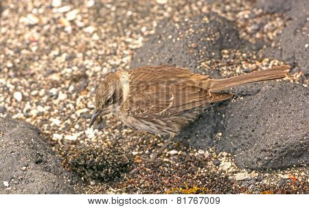 A  Galapagos Mockingbird Looking For Food On The Shore