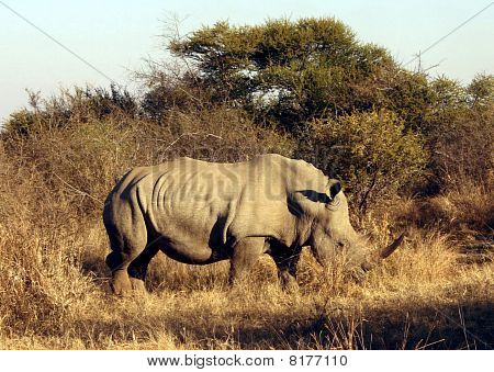 북부 흰 코뿔소