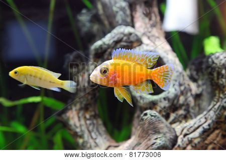 Aquarium Fish Dwarf Cichlid-aulonocara.