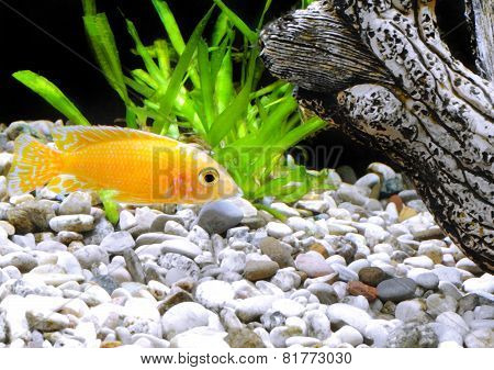 Aquarium Fish Dwarf Cichlid-aulonocara.