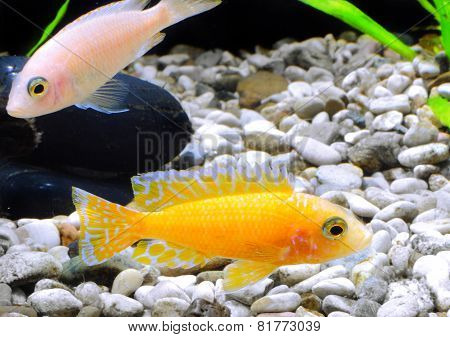 Aquarium Fish Dwarf Cichlid-aulonocara.