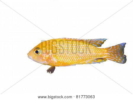 Aquarium Fish Dwarf Cichlid-aulonocara.