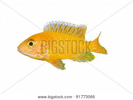 Aquarium Fish Dwarf Cichlid-aulonocara.