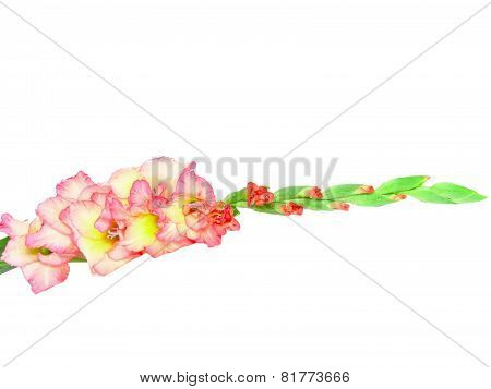 Pink Gladiolus . Isolated On White.