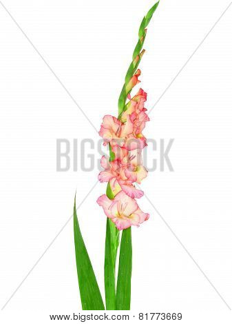 Pink Gladiolus . Isolated On White.