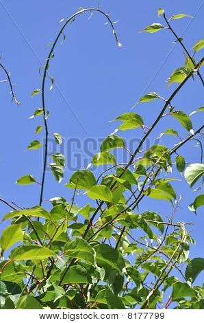 Zelené větvičky v Blue Sky